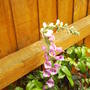 foxglove.jpg