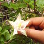 front_aquilegia.jpg
