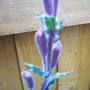 eveningprimrose_bud.jpg