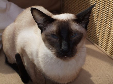 Photo of Peppa taken a few months ago