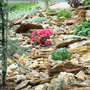 azaleas_rock.jpg