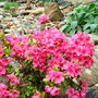 Azalea in my rock garden