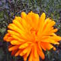calendula_close_up.jpg