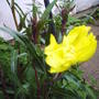 first_evening_primrose.jpg