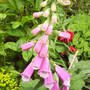 foxglove_in_the_back.jpg