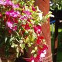 Garden_2007_024
