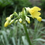 Primula eliator (Primula eliator)