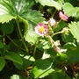 pink flowered strawberry plant