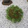 IMG_5332.jpg