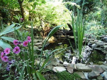 Pond 30 May 08 