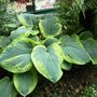 Hosta (Plantain lily)
