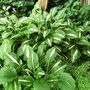 Hosta (Plantain lily)