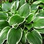Hosta (Plantain lily)