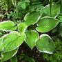 Hosta (Plantain lily)