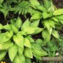 Hostas (Plantain lily)
