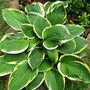 Hosta (Plantain lily)