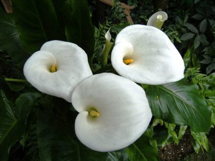 Arum Lily (Zantedeschia aethiopica (Arum lily))