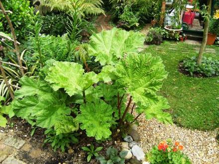 Gunnera (Gunnera manicata (Gunnera))