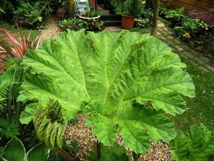 Gunnera leaf (Gunnera manicata (Gunnera))
