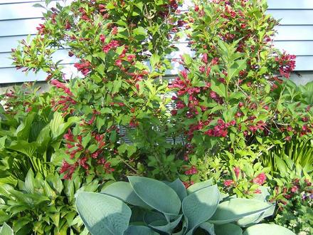 Shrub - Unknown