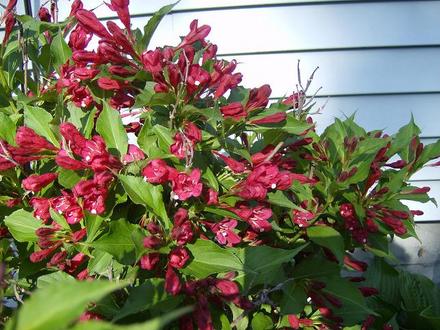 Unknown Shrub Close up