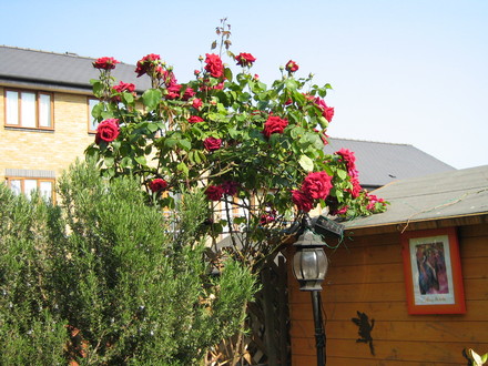 rose
