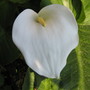 lilly