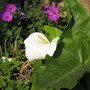 flower,ssome 