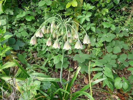 A garden flower photo