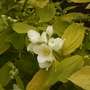 Philadephus Coronarius Aureus [Mock Orange] Flower 05.08 (Philadelphus coronarius 'Aureus' (Vistabile))