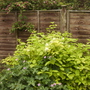 Philadelphus Coronarius Aureus [Mock Orange]   05.08 (Philadelphus coronarius 'Aureus' (Vistabile))