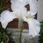A garden flower photo