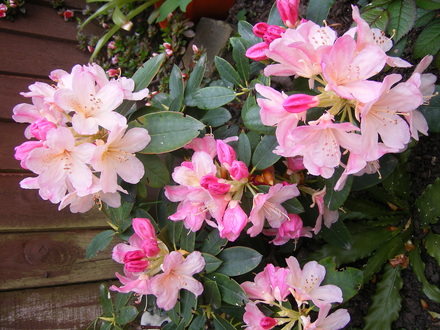 A garden flower photo