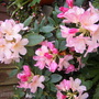 A garden flower photo