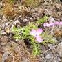 Phloxsubulatamcdanielscushionpondrockeryhouseendvistabileback14