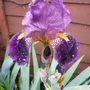 A garden flower photo
