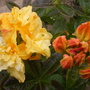 A garden flower photo