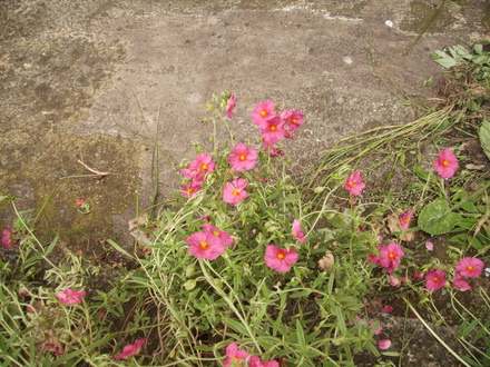 Helianthemum [Rock Rose] 05.08 (Helianthemum nummularium (Vistabile))