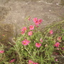 Helianthemum nummularium (Vistabile)