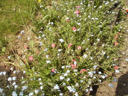 Helianthemum [Rock Rose] with Forget-Me-Nots 05.08 (Helianthemum nummularium (Vistabile))