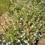 Helianthemum nummularium (Vistabile)