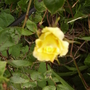 Ramblerrosebudarchvistabilrefront30
