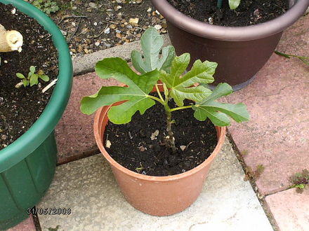 Fig Tree