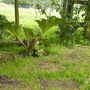 Gunnera_manicata_1