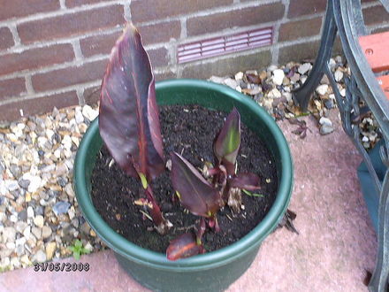 A garden flower photo