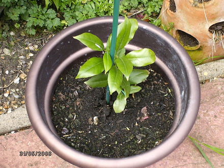 Lemon Tree