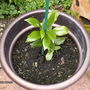 Lemon_tree