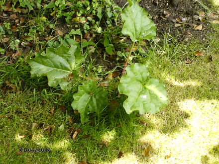 Rhubarb