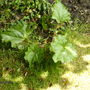 Rhubarb