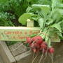 radishes
